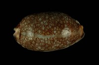 藏品(花枕寶螺)的圖片